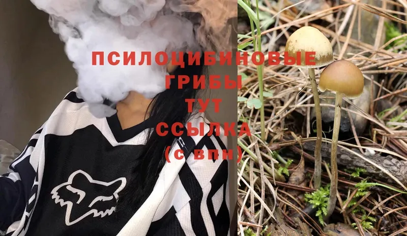 где найти наркотики  Зеленогорск  Галлюциногенные грибы Psilocybe 